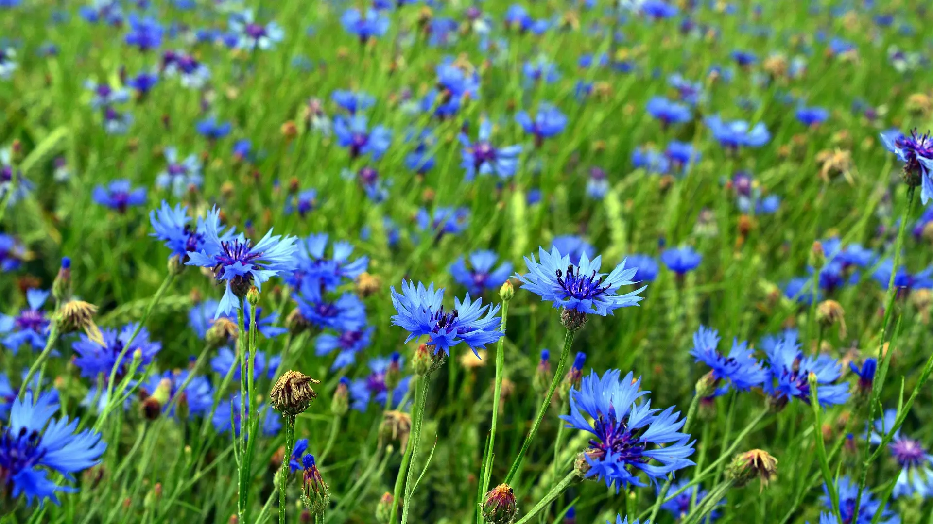 Zertifikat Bienenweide