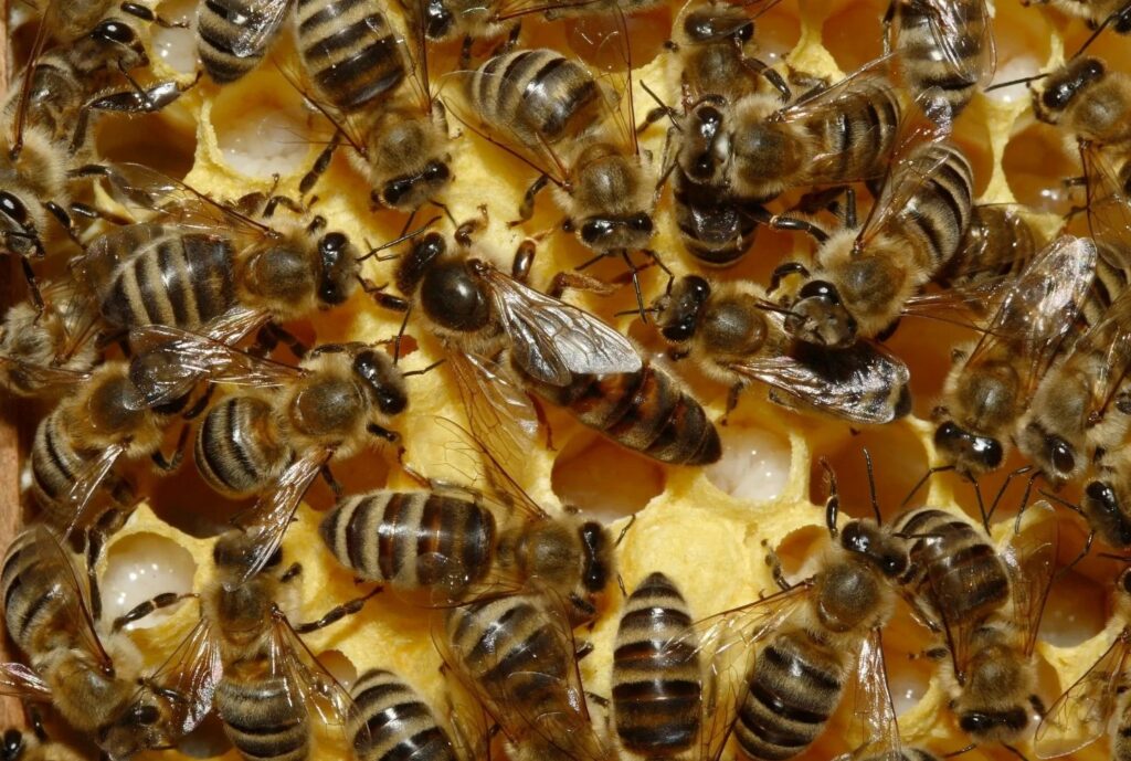 Kärntner Honigbiene